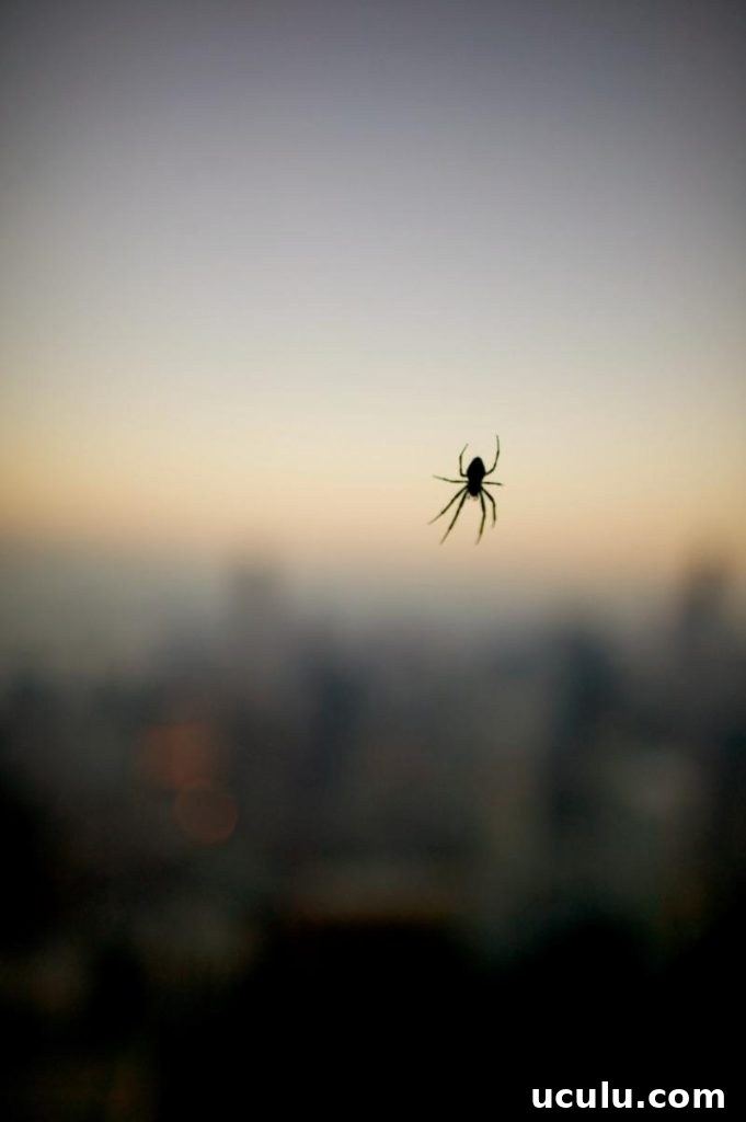 spider in the window