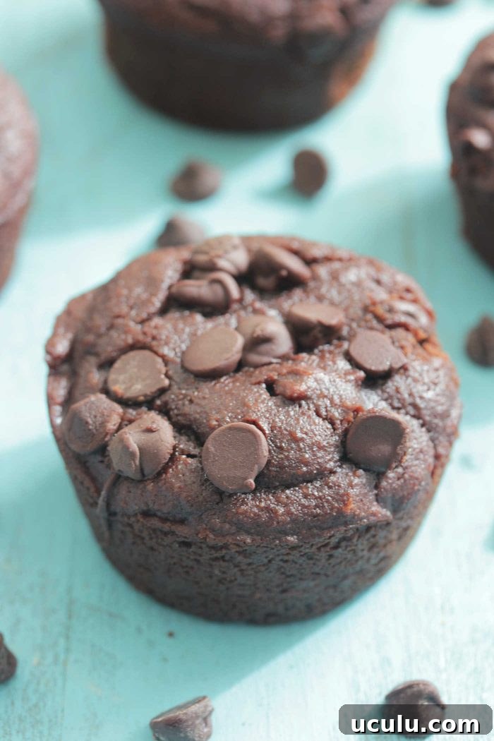 Chocolate Protein Blender Muffins on a turquoise wooden board