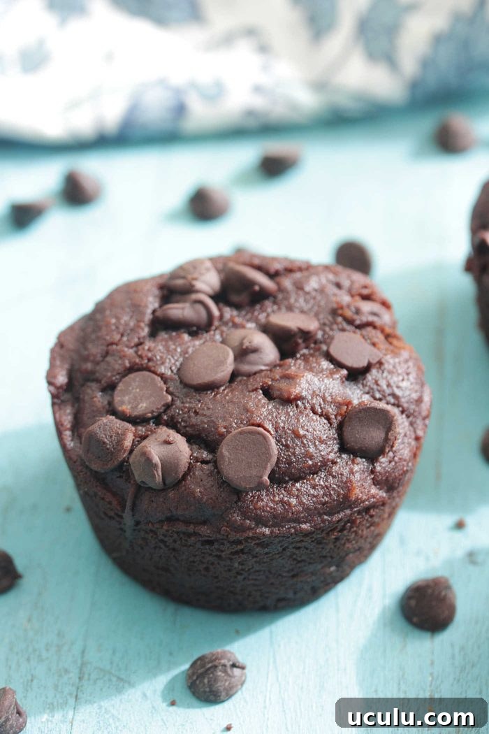 Chocolate Protein Blender Muffins on a turquoise board with chocolate chips