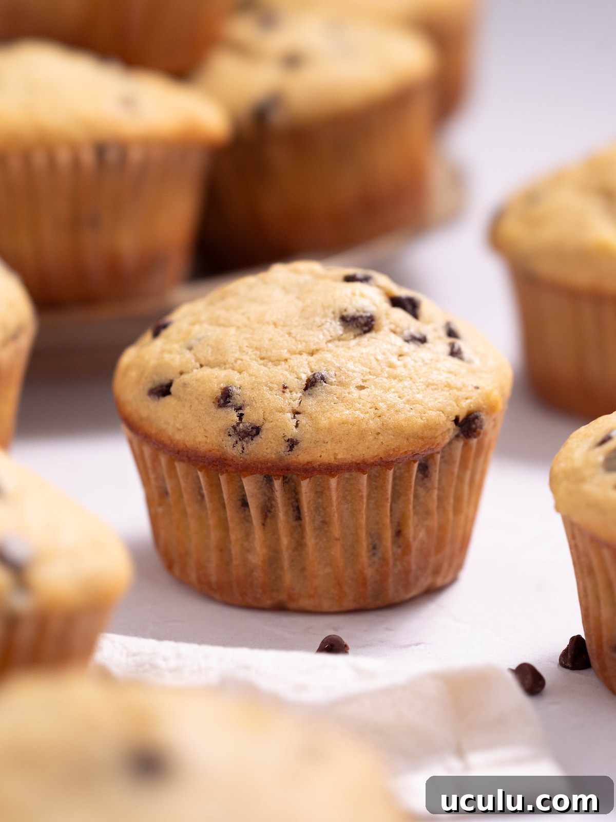 A batch of banana sourdough chocolate chip muffins