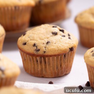 A batch of banana sourdough chocolate chip muffins