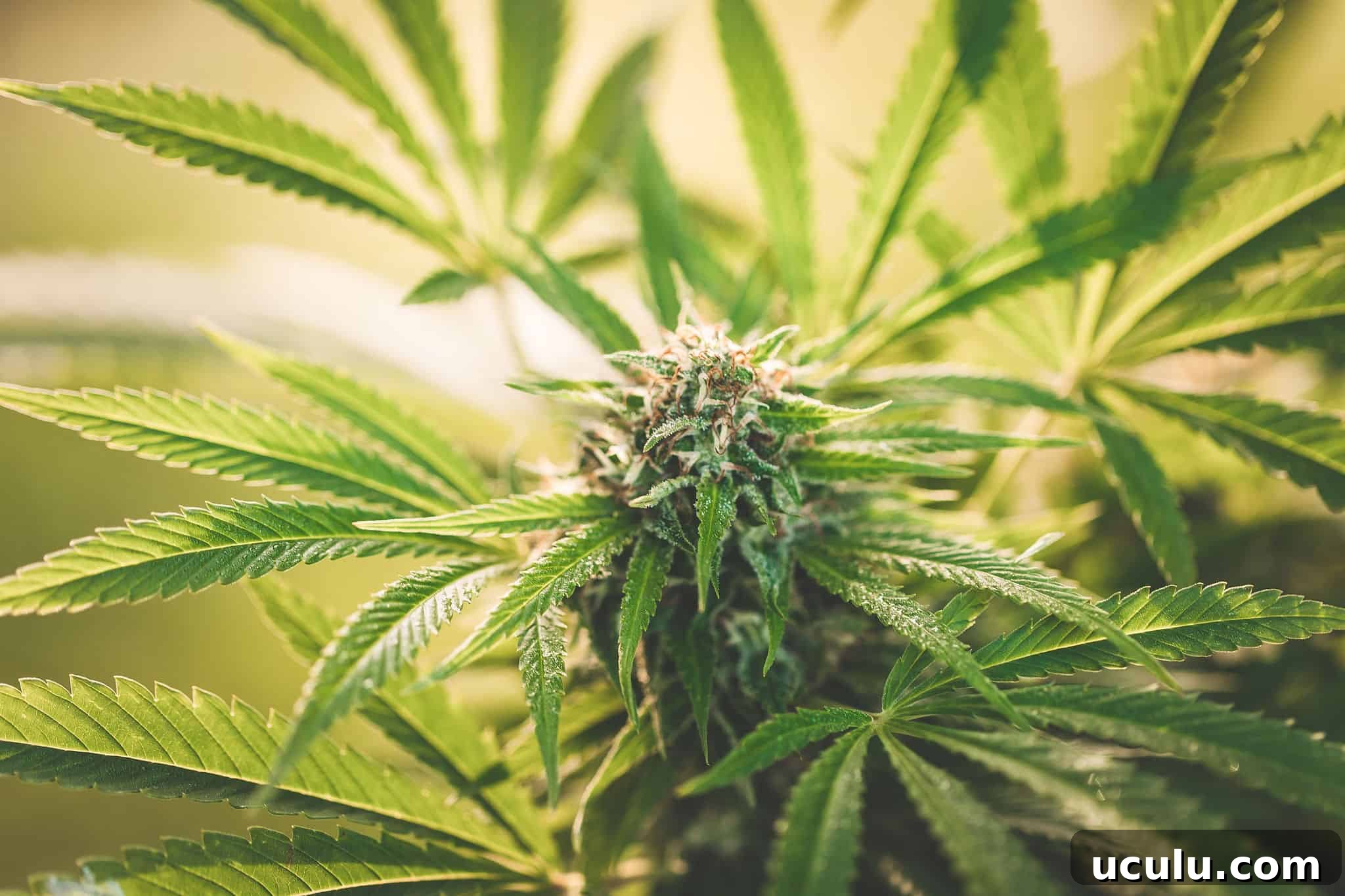 A picture of Emily Kyle's Cannabis Plant