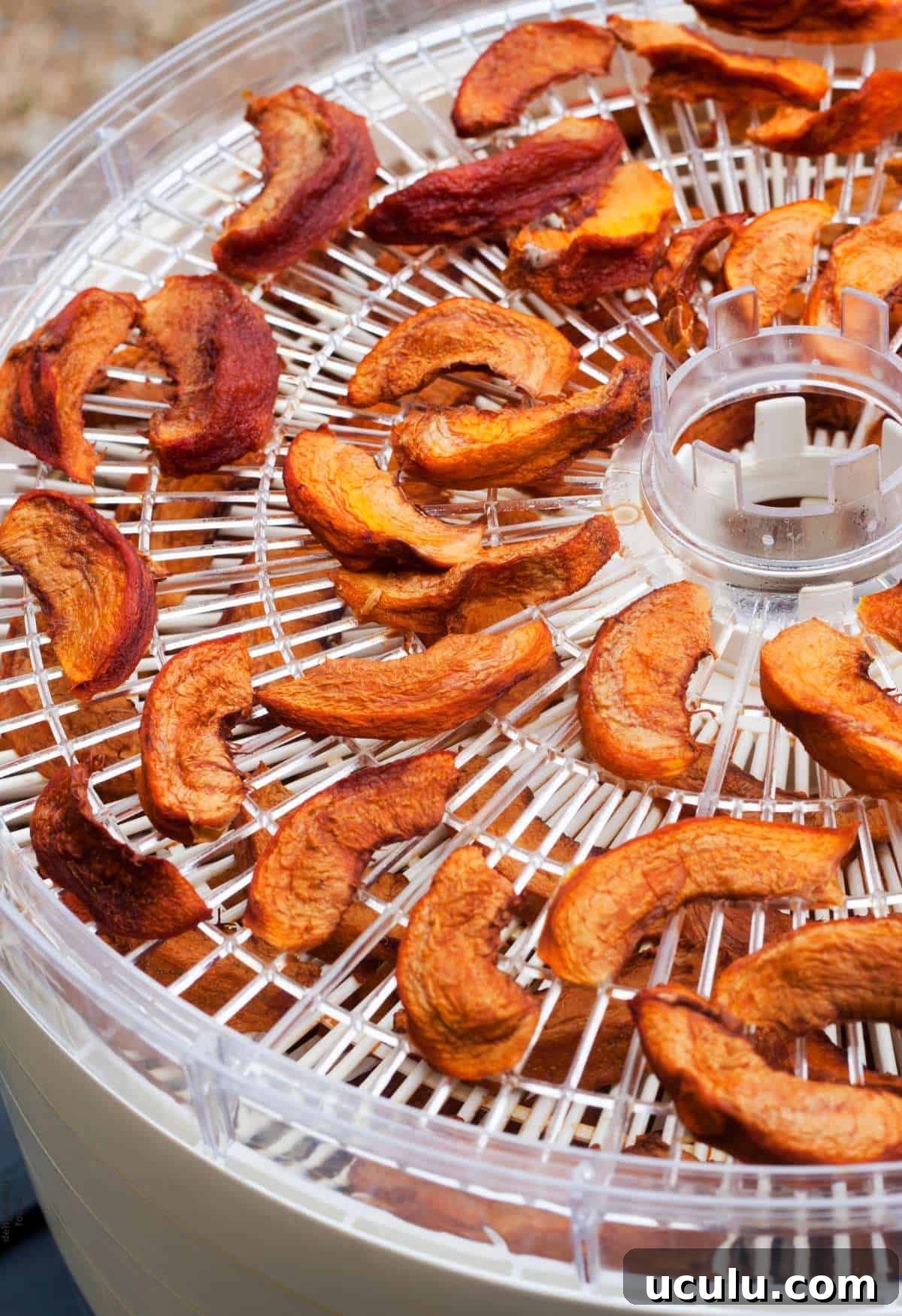 Slices of dried peaches, one of the best foods to dehydrate, are arranged on a tray inside a food dehydrator.