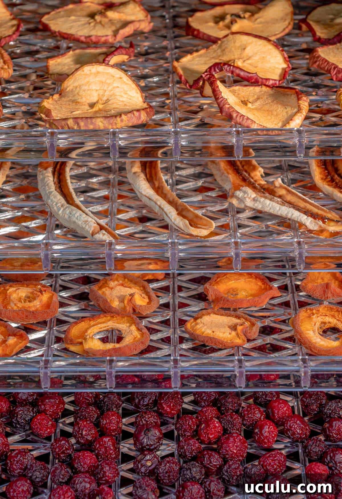 Vertical view of various dried fruits, including some of the best foods to dehydrate like apple slices, banana slices, peach slices, and cherries, displayed on a metal drying rack.
