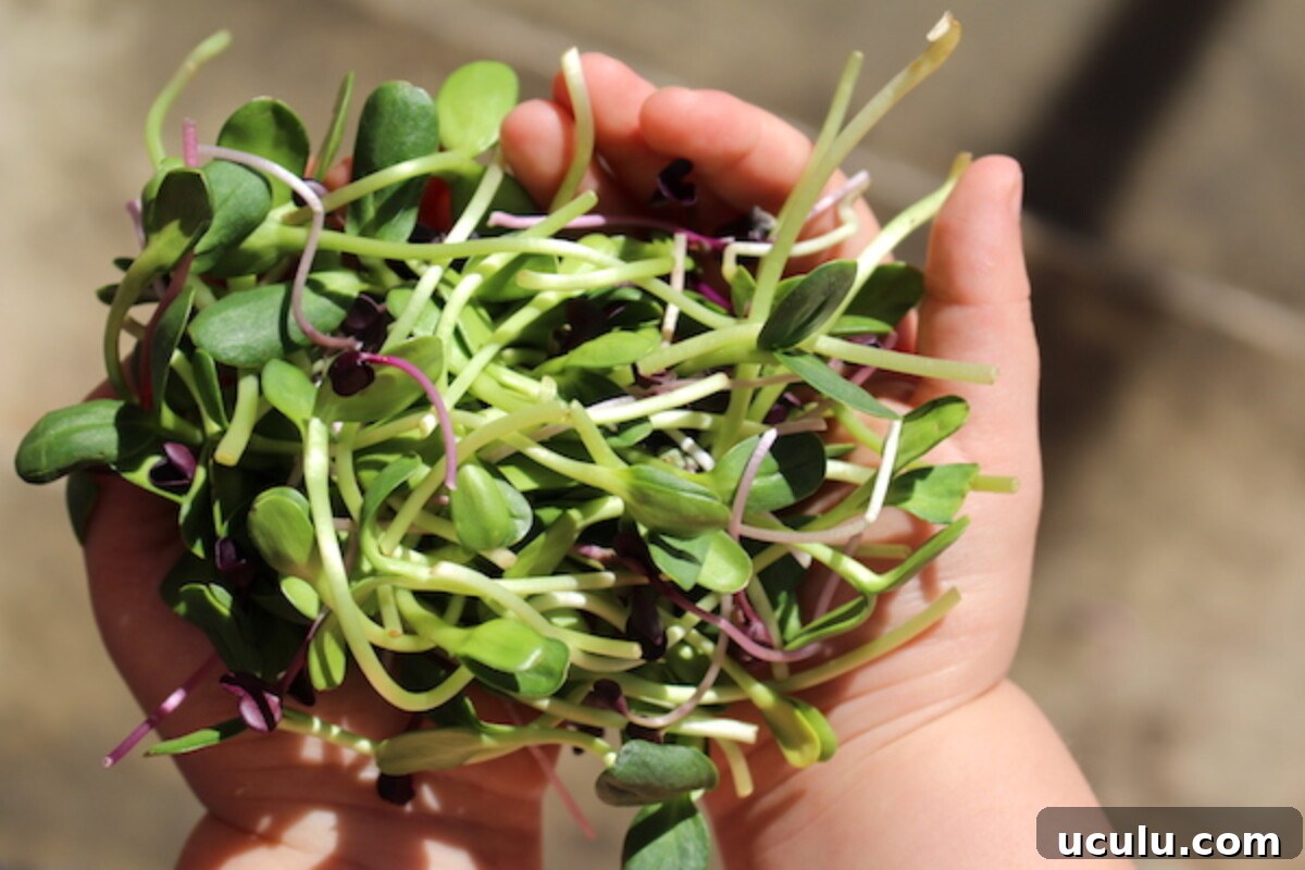winter grown salad sprouts