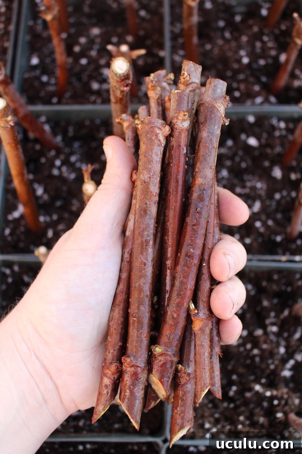 Elderberry Cuttings for planting