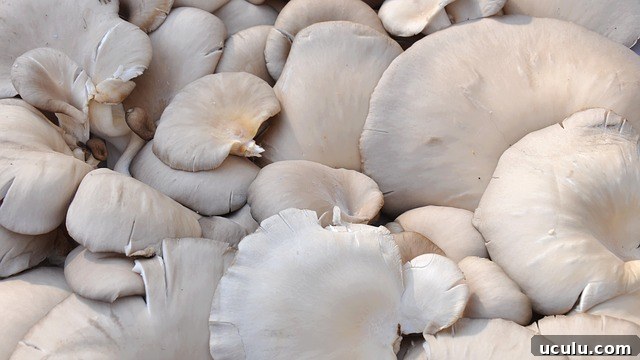 Oyster Mushrooms