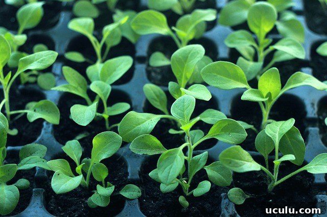 vegetable seedlings