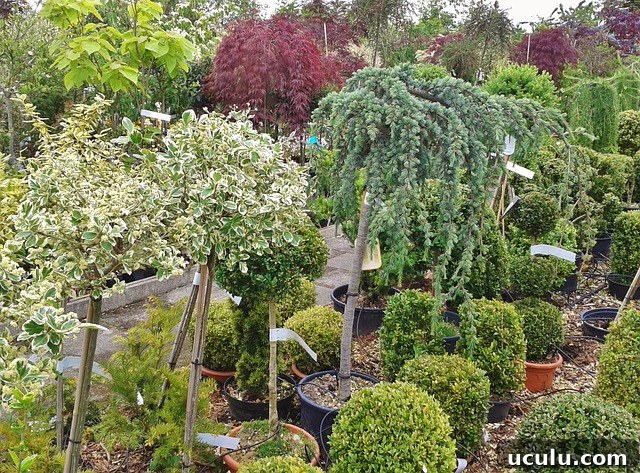 backyard plant nursery