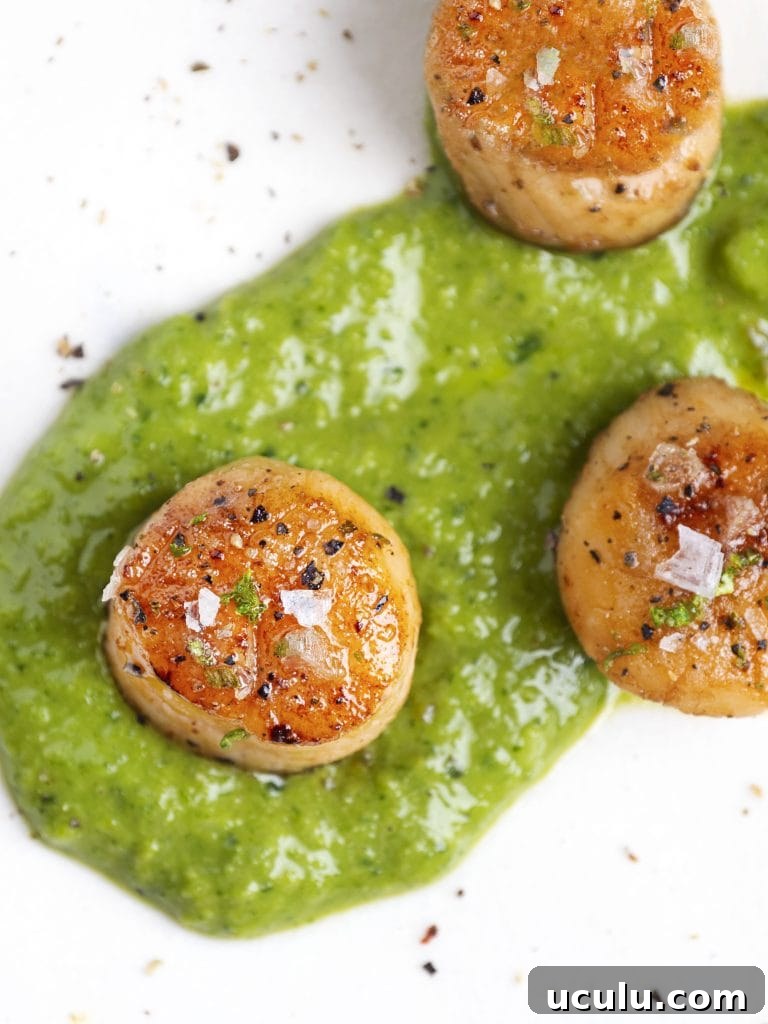sous vide scallops on a white plate with bright green sauce