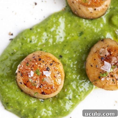 sous vide scallops on a white plate with bright green sauce